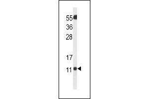 Western blot analysis of SH3BGRL3 Antibody (Center) (ABIN653250 and ABIN2842774) in Neuro2a cell line lysates (35 μg/lane). (SH3BGRL3 anticorps  (AA 24-52))