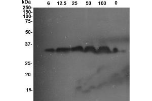 Image no. 1 for anti-GLU I (PR-2) antibody (ABIN190719) (GLU I (PR-2) anticorps)