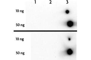 5-Hydroxymethylcytosine (5-hmC, 5-hydroxymethylcytidine) antibody tested by dot blot analysis. (5-Hydroxymethylcytosine anticorps)