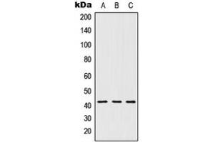 Western blot analysis of 5-HT1D expression in MCF7 (A), Raw264. (5HT1D anticorps  (Center))