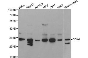 Western blot analysis of extracts of various cell lines, using CDK4 antibody (ABIN5970141) at 1/1000 dilution. (CDK4 anticorps  (Center))