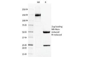 SDS-PAGE Analysis of Purified, BSA-Free Thrombomodulin Antibody (clone THBD/1591). (Thrombomodulin anticorps  (AA 69-194))