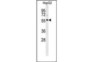 Western blot analysis of POLL Antibody (C-term) in HepG2 cell line lysates (35ug/lane). (POLL anticorps  (C-Term))