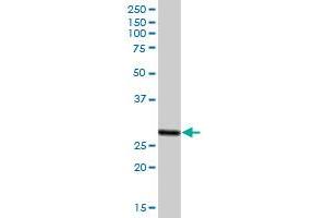 PSME2 MaxPab polyclonal antibody.