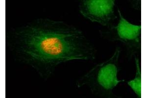ICC/IF staining of HeLa cells using recombinant phospho-Histone H2A/H4 antibody (red). (Recombinant Histone H2A, H4 (pSer1) anticorps)
