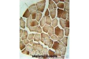 Immunohistochemistry (IHC) image for anti-Syntaxin 7 (STX7) antibody (ABIN3002409)