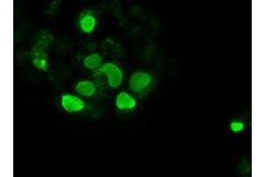 Image no. 4 for anti-SRY (Sex Determining Region Y)-Box 17 (SOX17) (AA 177-414) antibody (ABIN1491032)