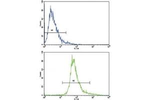 Flow cytometric analysis of CEM cells using BDNF antibody (bottom histogram) compared to a negative control cell (top histogram). (BDNF anticorps  (AA 206-236))