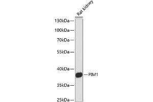 Western blot analysis of extracts of rat kidney, using PIM1 antibody (ABIN6128455, ABIN6145653, ABIN6145655 and ABIN6213647) at 1:3000 dilution. (PIM1 anticorps  (AA 1-313))