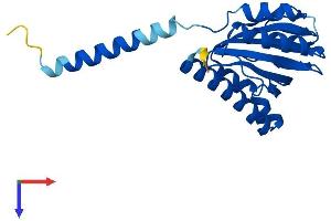 AlphaFold protein structure predicition of Mouse Recombinant Sigmar1 Protein, UniprotID O55242