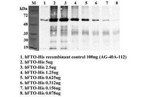Immunoprecipitation of recombinant human FTO using anti-FTO (human), mAb (FT86-4) .