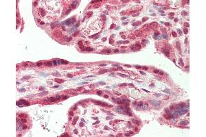 Anti-CSNK2A2 antibody IHC staining of human placenta.