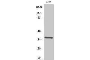 Western Blotting (WB) image for anti-Nuclear Receptor Binding Factor 2 (NRBF2) (Internal Region) antibody (ABIN3176400) (NRBF2 anticorps  (Internal Region))