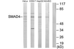 Western blot analysis of extracts from HeLa/COS7/HepG2/HuvEc cells, using Smad4 Antibody. (SMAD4 anticorps  (AA 21-70))
