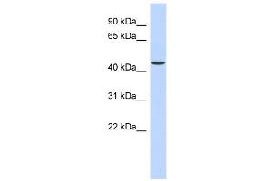 OGDH antibody used at 1 ug/ml to detect target protein.