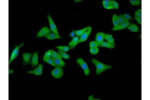 Immunofluorescence staining of HepG2 cells with ABIN7152986 at 1:266, counter-stained with DAPI.