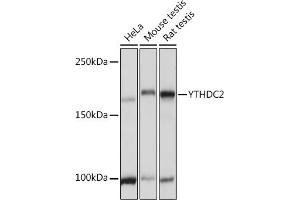 Western blot analysis of extracts of various cell lines, using YTHDC2 Rabbit pAb (ABIN7271425) at 1:3000 dilution. (YTHDC2 anticorps  (AA 1131-1430))