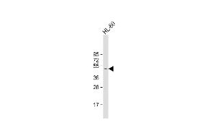 Anti-CK1g2 Antibody  at 1:1000 dilution + HL-60 whole cell lysate Lysates/proteins at 20 μg per lane. (Casein Kinase 1 gamma 2 anticorps  (C-Term))