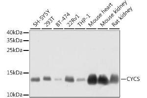 Western blot analysis of extracts of various cell lines, using CYCS antibody.