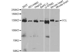 Western blot analysis of extracts of various cell lines, using VCL antibody (ABIN5970881) at 1/1000 dilution. (Vinculin anticorps)