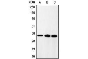 Western blot analysis of p35 expression in rat brain (A), HeLa (B), A431 (C) whole cell lysates. (CDK5R1 anticorps  (N-Term))