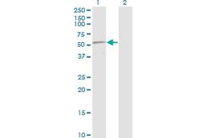 Western Blot analysis of TP53 expression in transfected 293T cell line by TP53 monoclonal antibody (M01), clone 2C3.