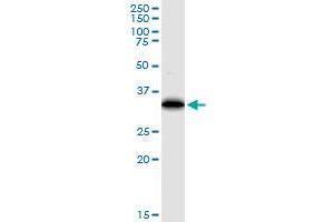 EEF1D monoclonal antibody (M04), clone 4B12.