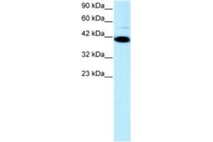 Western Blotting (WB) image for anti-Zfp-1 antibody (ABIN2460247) (Zfp-1 anticorps)