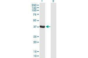 Western Blot analysis of DPPA4 expression in transfected 293T cell line by DPPA4 MaxPab polyclonal antibody. (DPPA4 anticorps  (AA 1-304))