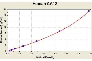Diagramm of the ELISA kit to detect Human CA12with the optical density on the x-axis and the concentration on the y-axis. (CA12 Kit ELISA)