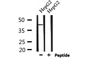 Western blot analysis of extracts from HepG2, using PARK7 Antibody.