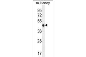 CDKN1C Antibody (N-term) (ABIN654899 and ABIN2844548) western blot analysis in mouse kidney tissue lysates (35 μg/lane). (CDKN1C anticorps  (N-Term))