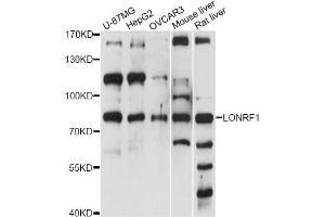 Western blot analysis of extracts of various cell lines, using LONRF1 antibody (ABIN6290568) at 1:1000 dilution. (LONRF1 anticorps)