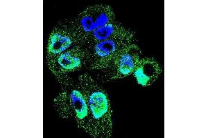 Confocal immunofluorescent analysis of TI Antibody (C-term) (ABIN655149 and ABIN2844770) with  cell followed by Alexa Fluor 488-conjugated goat anti-rabbit lgG (green).