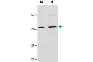 Western blot analysis of ENDOG in mouse (M) NIH/3T3 and human (H) HepG2 cell lysates with ENDOG polyclonal antibody  at 2 ug/mL . (Endonuclease G anticorps  (N-Term))