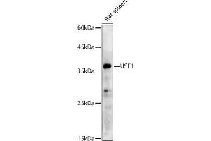 Western blot analysis of extracts of Rat spleen, using USF1 antibody (ABIN7271229) at 1:500 dilution. (USF1 anticorps)