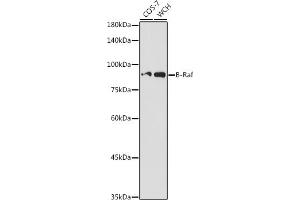 Western blot analysis of extracts of various cell lines, using B-Raf antibody (ABIN3017123, ABIN3017124, ABIN3017125 and ABIN6219967) at 1:500 dilution. (BRAF anticorps)
