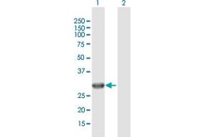 Western Blot analysis of IMPA2 expression in transfected 293T cell line by IMPA2 MaxPab polyclonal antibody. (IMPA2 anticorps  (AA 1-288))
