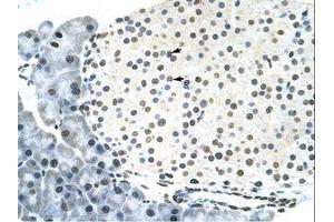 Image no. 3 for anti-RING Finger Protein 6 (RNF6) (N-Term) antibody (ABIN202860)