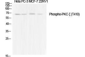 Western Blot (WB) analysis of specific cells using Phospho-PKC zeta (T410) Polyclonal Antibody. (PKC zeta anticorps  (pThr410))