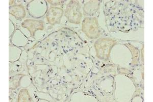 Immunohistochemistry of paraffin-embedded human kidney tissue using ABIN7159886 at dilution of 1:100 (TIMM1B (AA 1-103) anticorps)