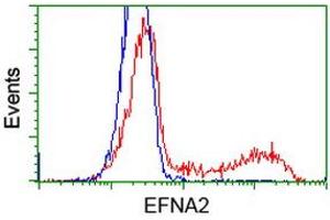 HEK293T cells transfected with either RC213728 overexpress plasmid (Red) or empty vector control plasmid (Blue) were immunostained by anti-EFNA2 antibody (ABIN2452976), and then analyzed by flow cytometry. (Ephrin A2 anticorps)