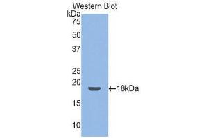 Western Blotting (WB) image for anti-Thrombomodulin (THBD) (AA 31-167) antibody (ABIN1173039) (Thrombomodulin anticorps  (AA 31-167))