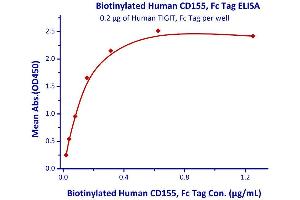 Measured by its binding ability in a functional ELISA.
