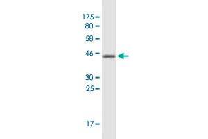 Western Blot detection against Immunogen (37. (LONRF1 anticorps  (AA 1-110))