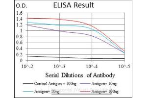 ELISA image for anti-Argininosuccinate Synthase 1 (ASS1) antibody (ABIN1845465) (ASS1 anticorps)