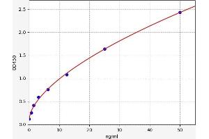 Fascin (FSCN1) ELISA Kit