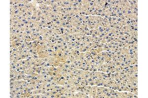 ABIN7096621 and ABIN7100685 at 1/100 staining mouse liver tissue by IHC-P.