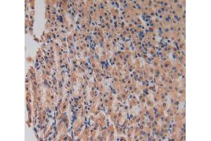 Used in DAB staining on fromalin fixed paraffin- embedded stomach tissue (LIPG anticorps  (AA 203-471))