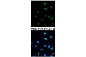 ICC/IF Image Immunofluorescence analysis of paraformaldehyde-fixed HeLa, using MCM7, antibody at 1:200 dilution.